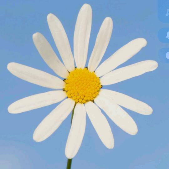 乙吉