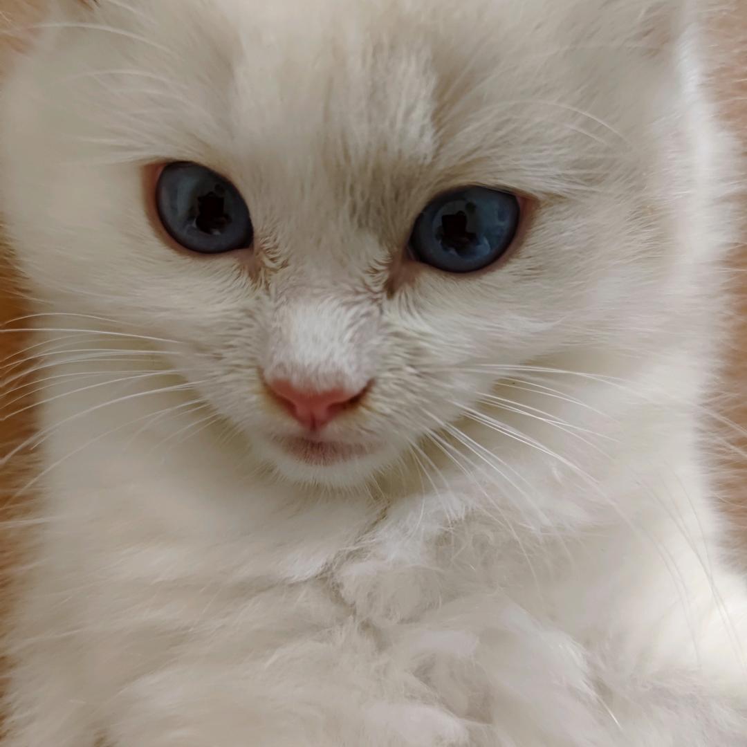 大橙