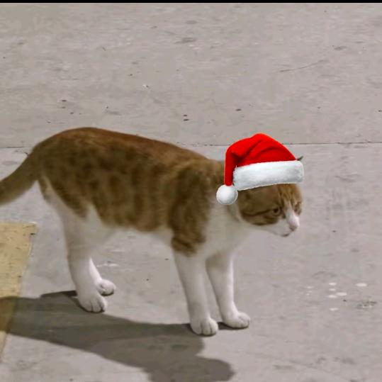 橘子味的猫