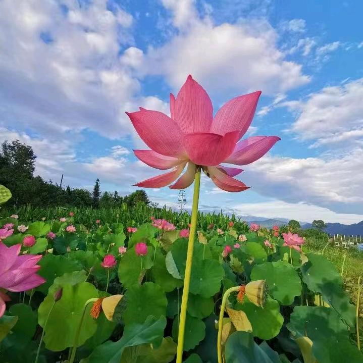 无心的相遇