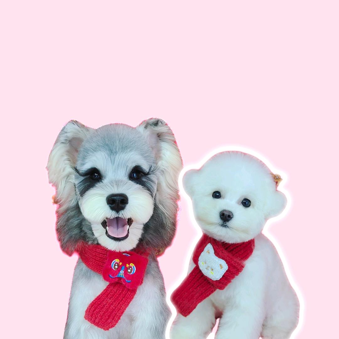 奥利奥啃金刚🌞🌞