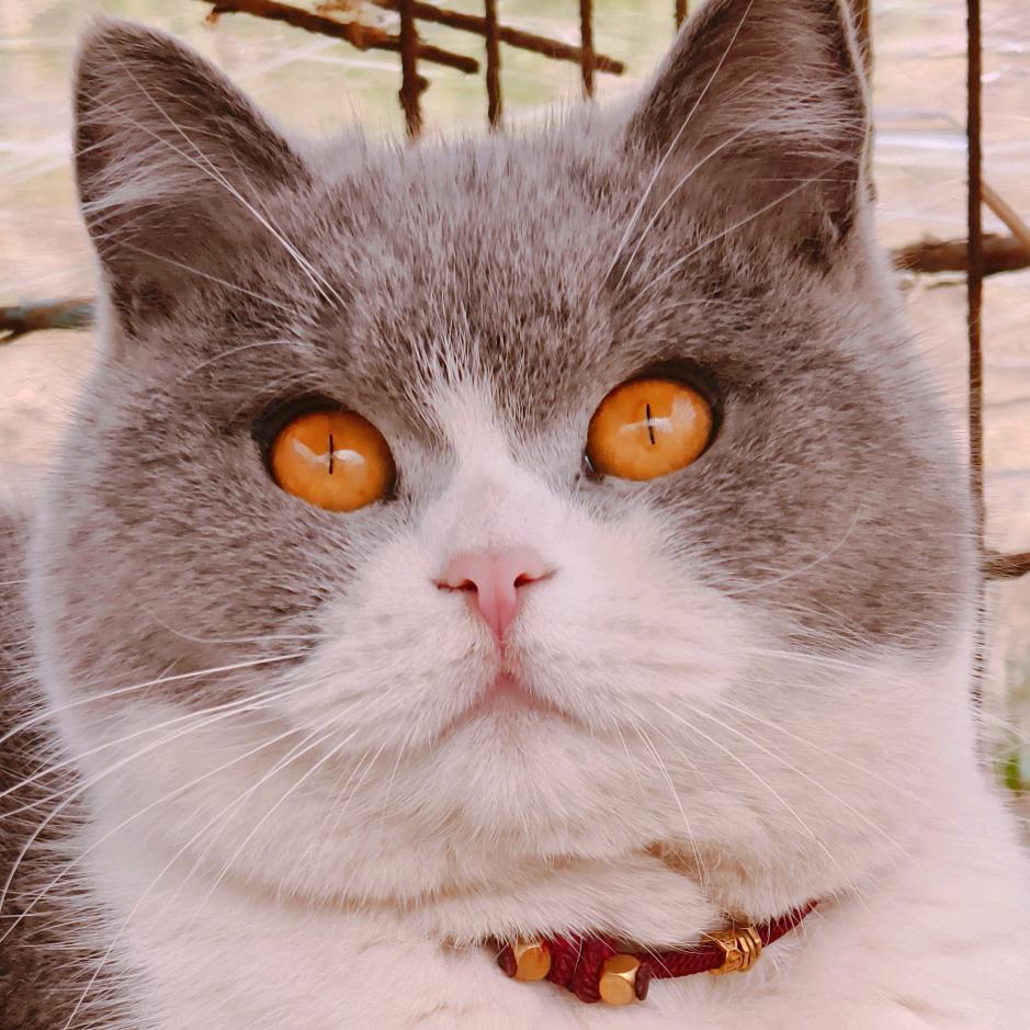 妞妞是只猫