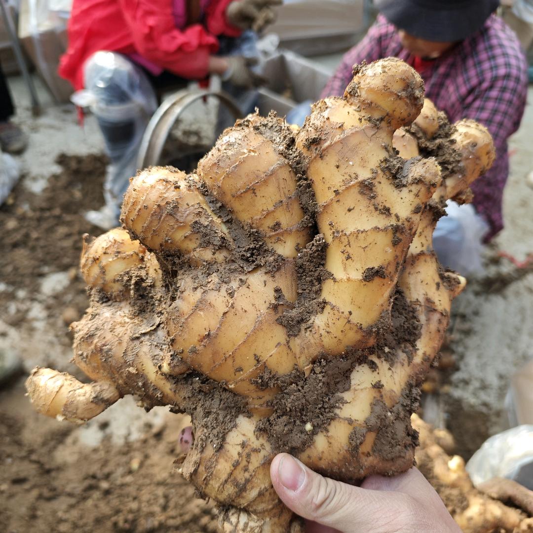 龙强农产品购销（生姜）