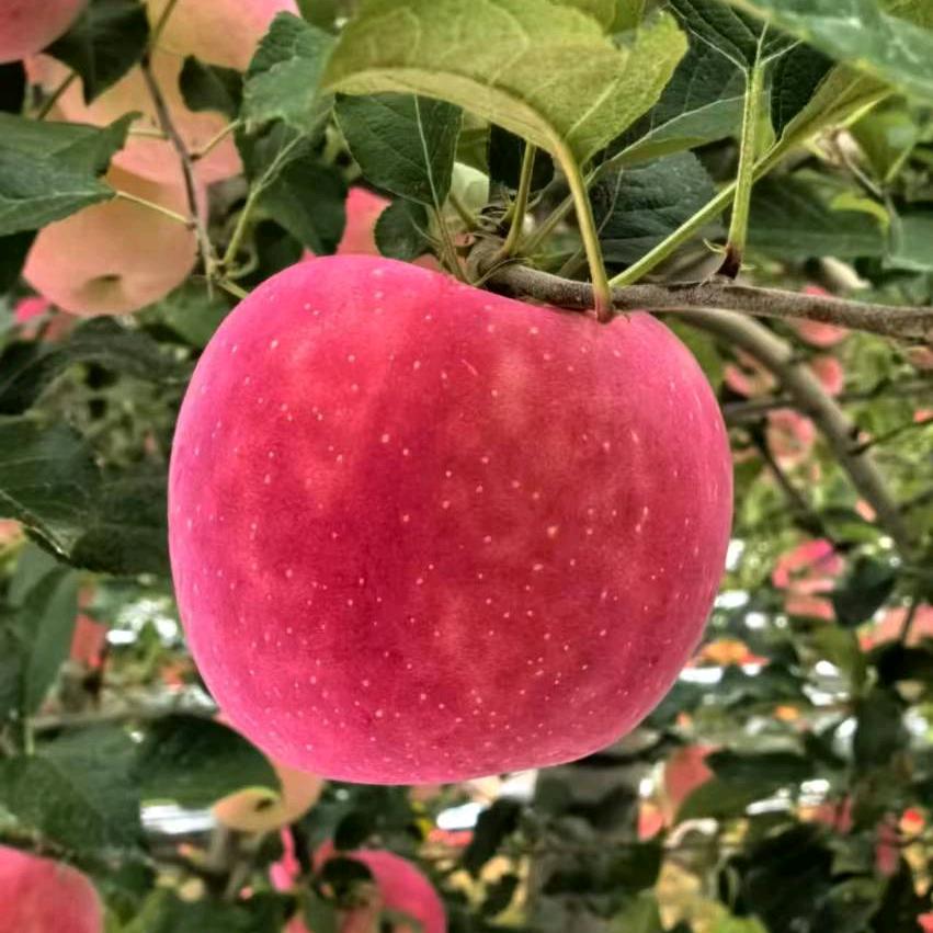 果乐园生鲜农场