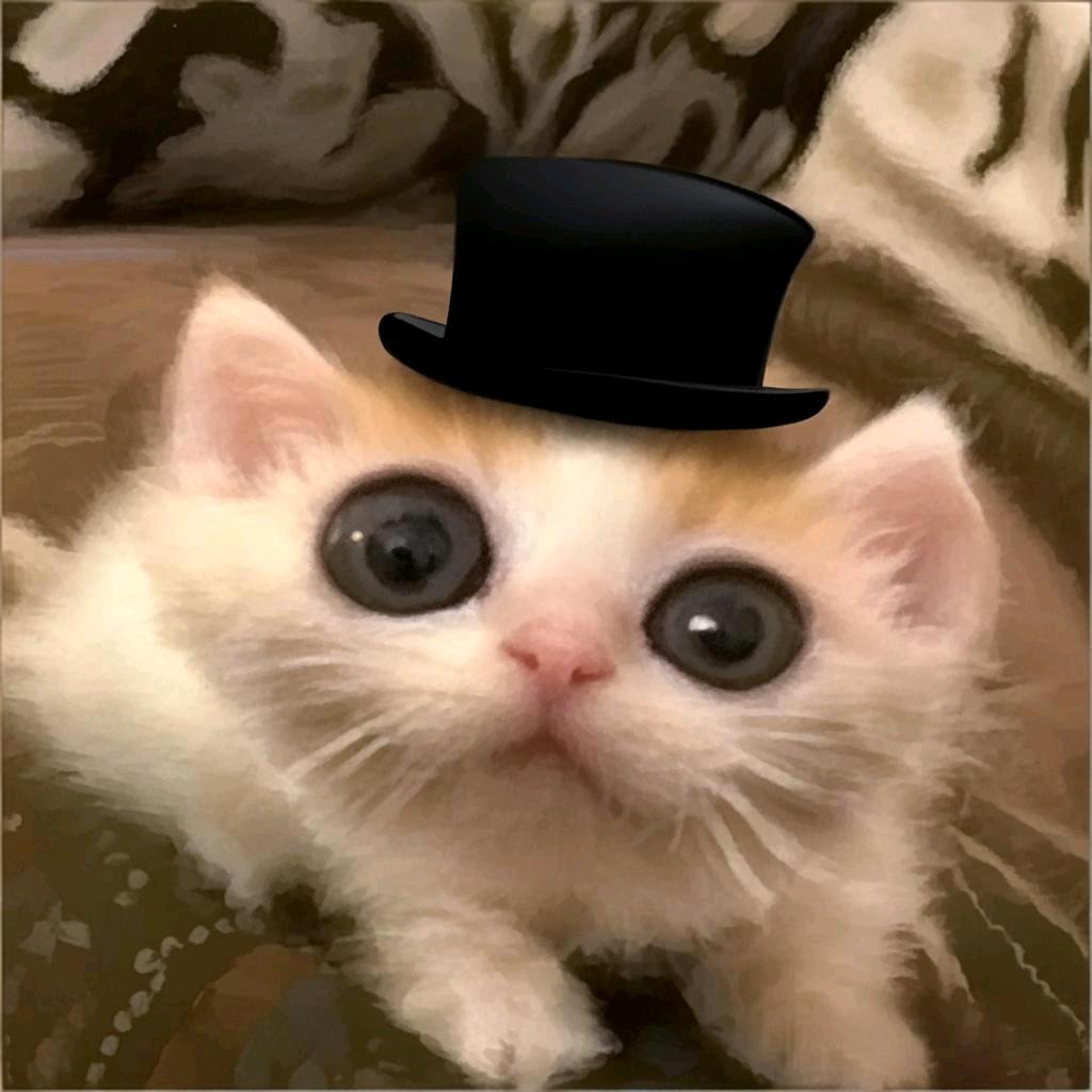 猫meme小作坊
