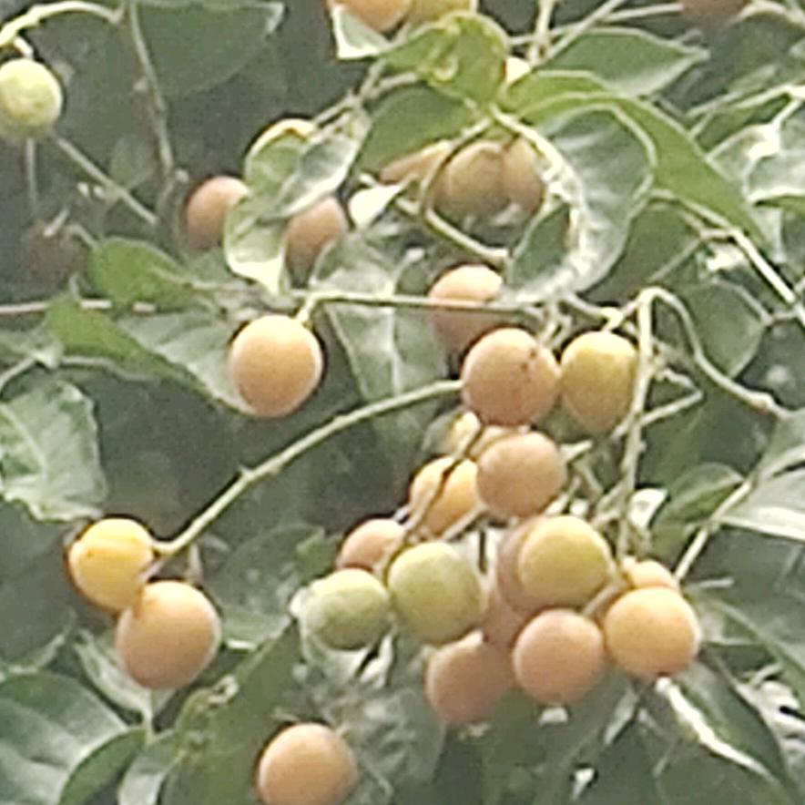 黄皮果