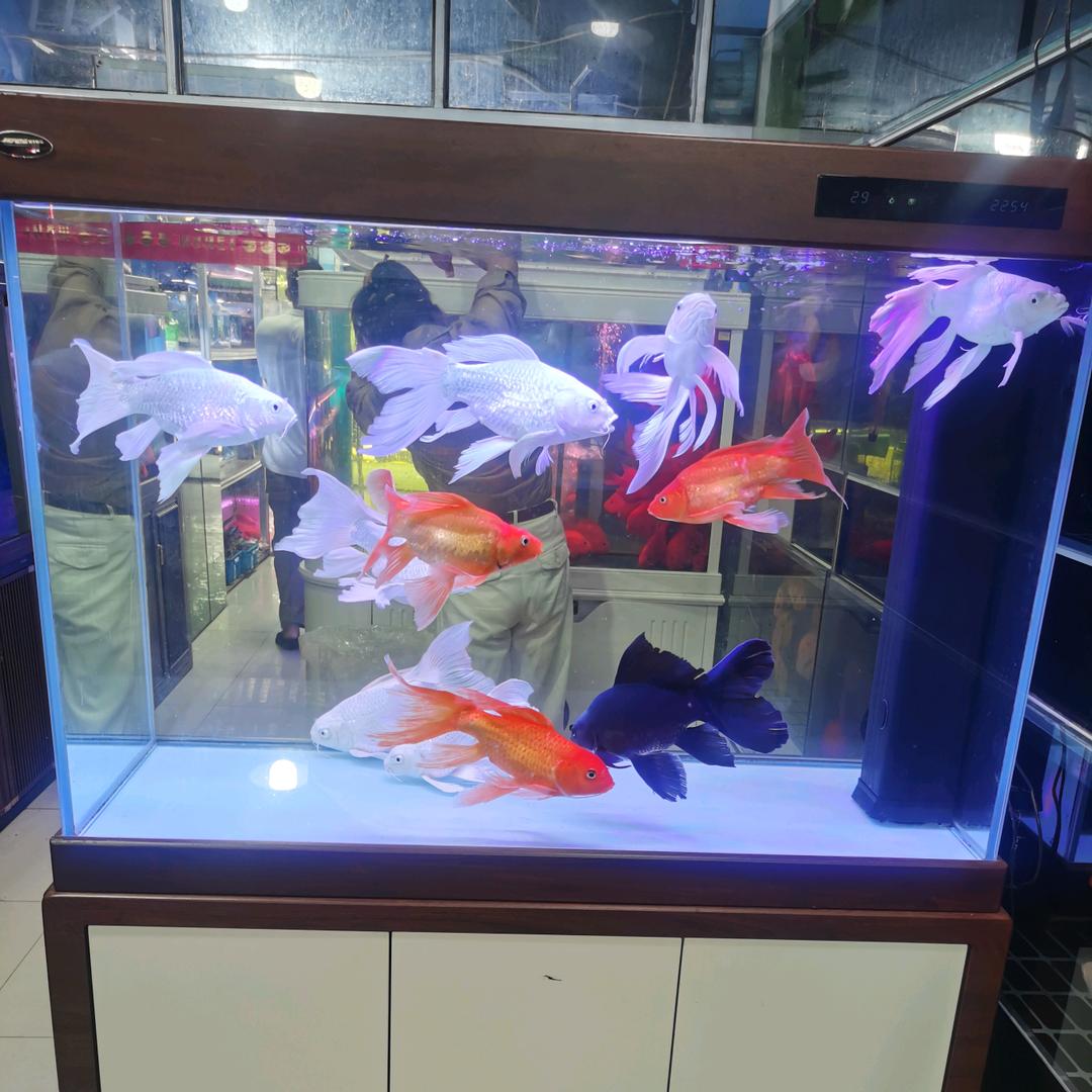 异观情瘦