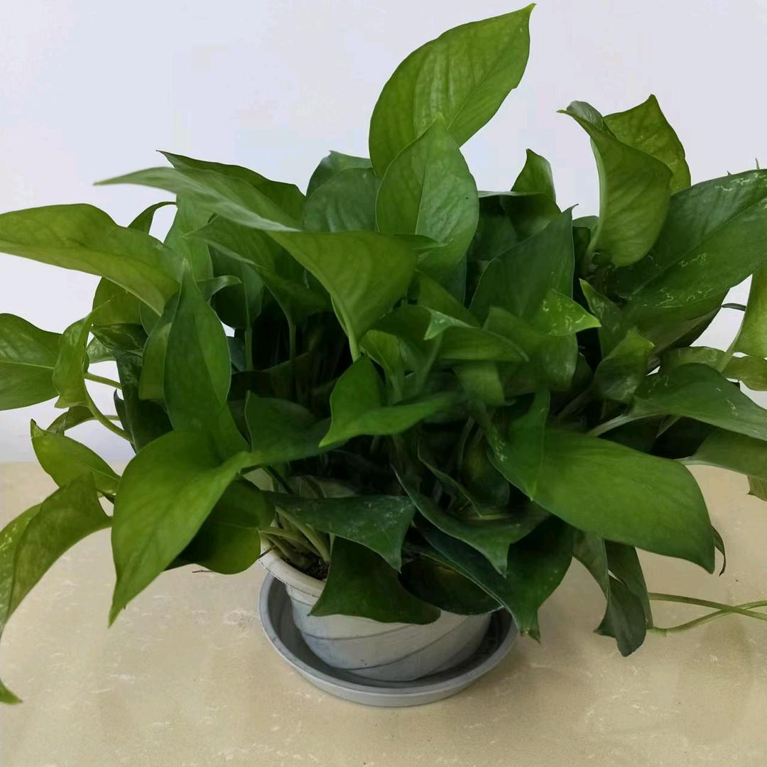 沉默，开心，小老头