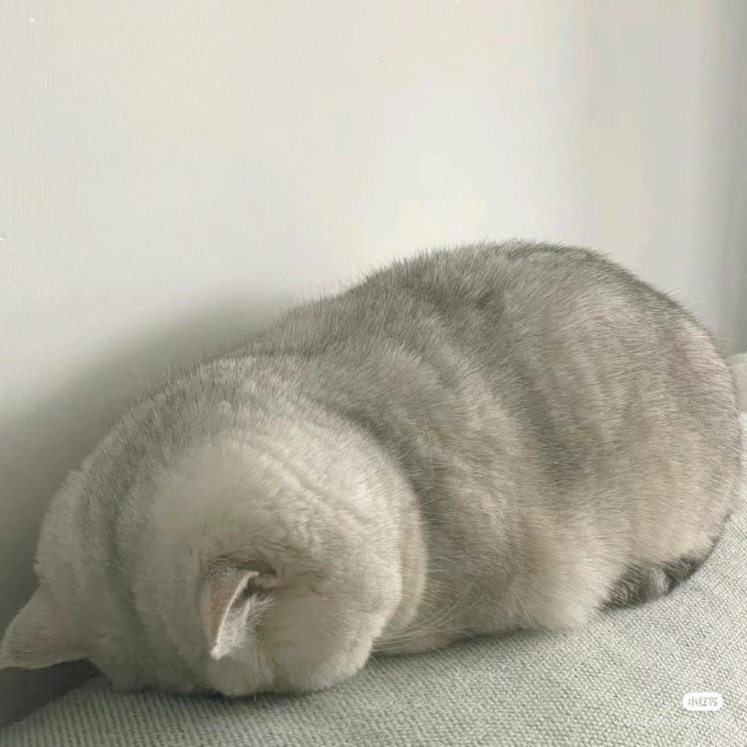 冉冉府中趋女士