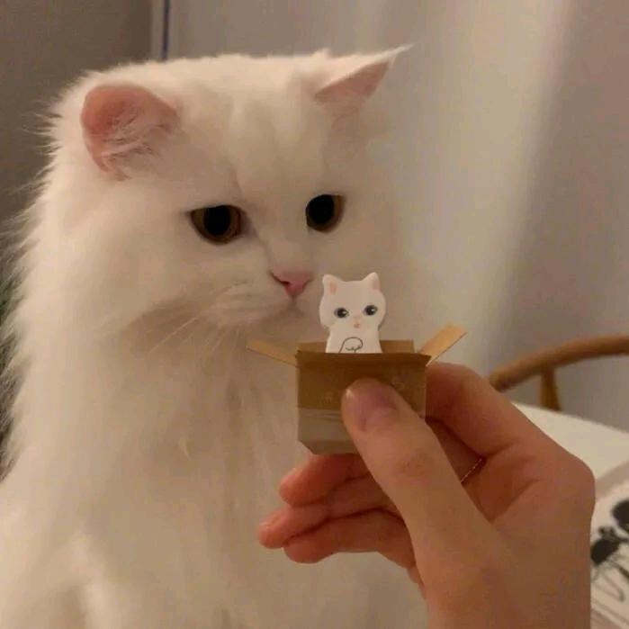 泖