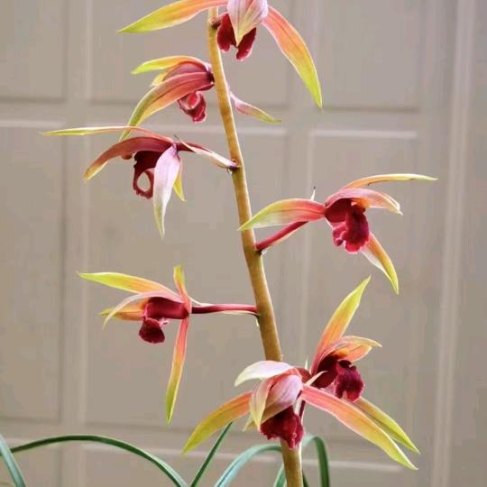 惠兰红（厨窗有好物）