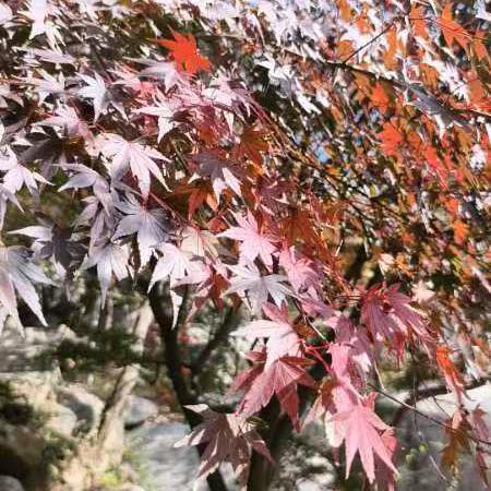 青山绿水