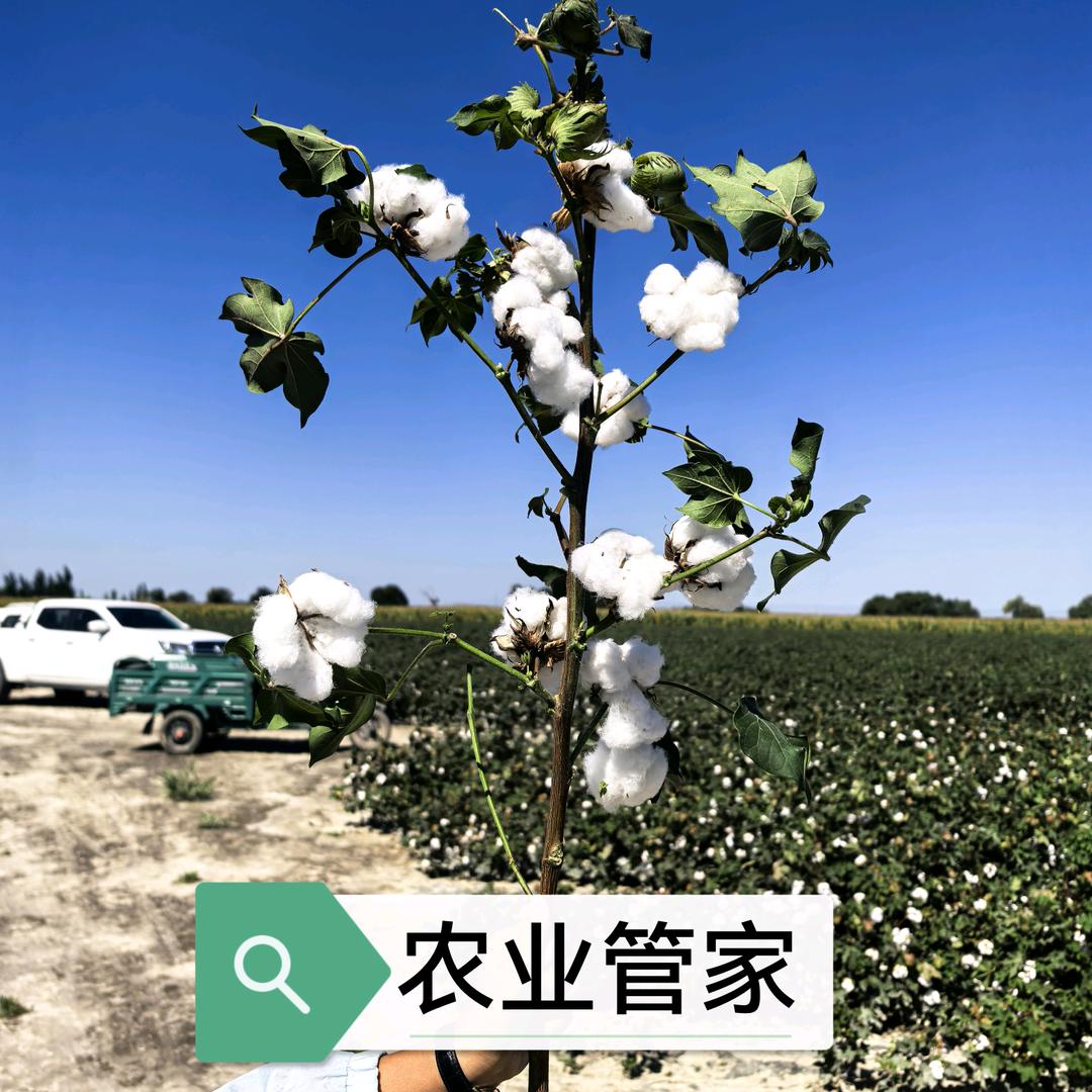 杏林农资植保