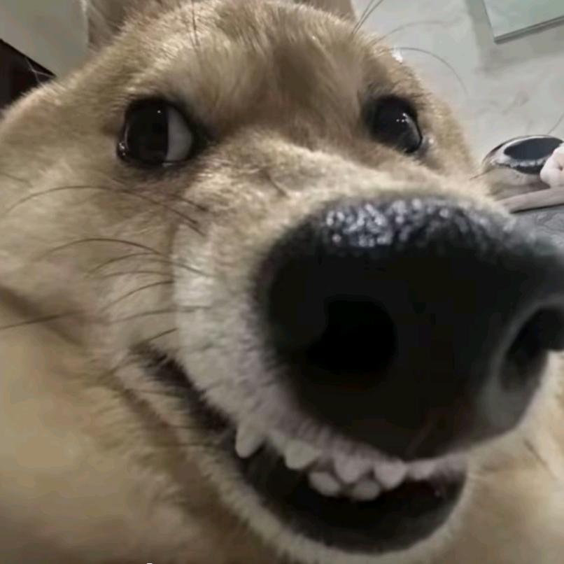 久久的成