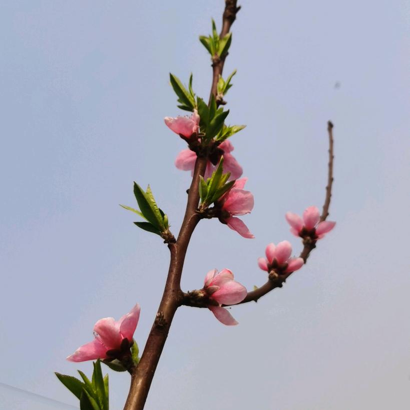 万安彬哥