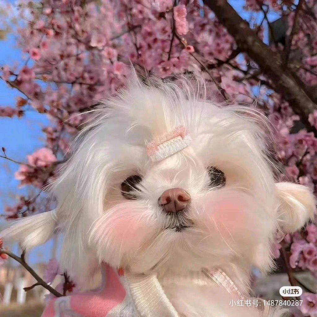 小樱花🌸