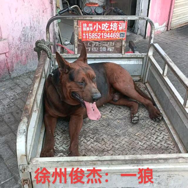徐州俊杰狼犬莱州红