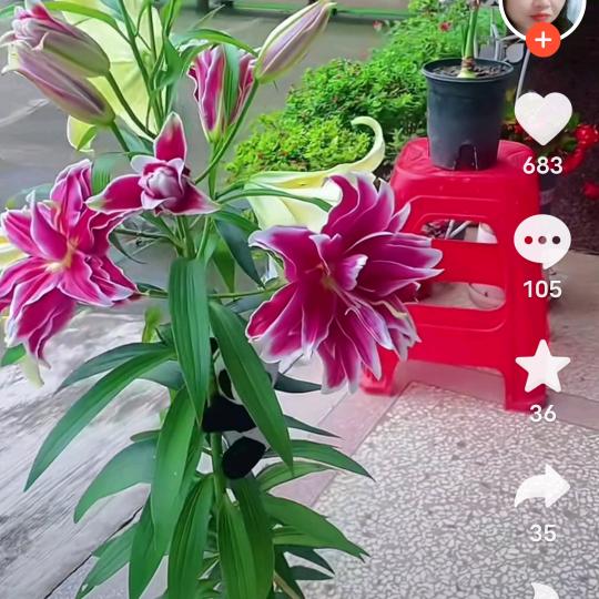 美姐