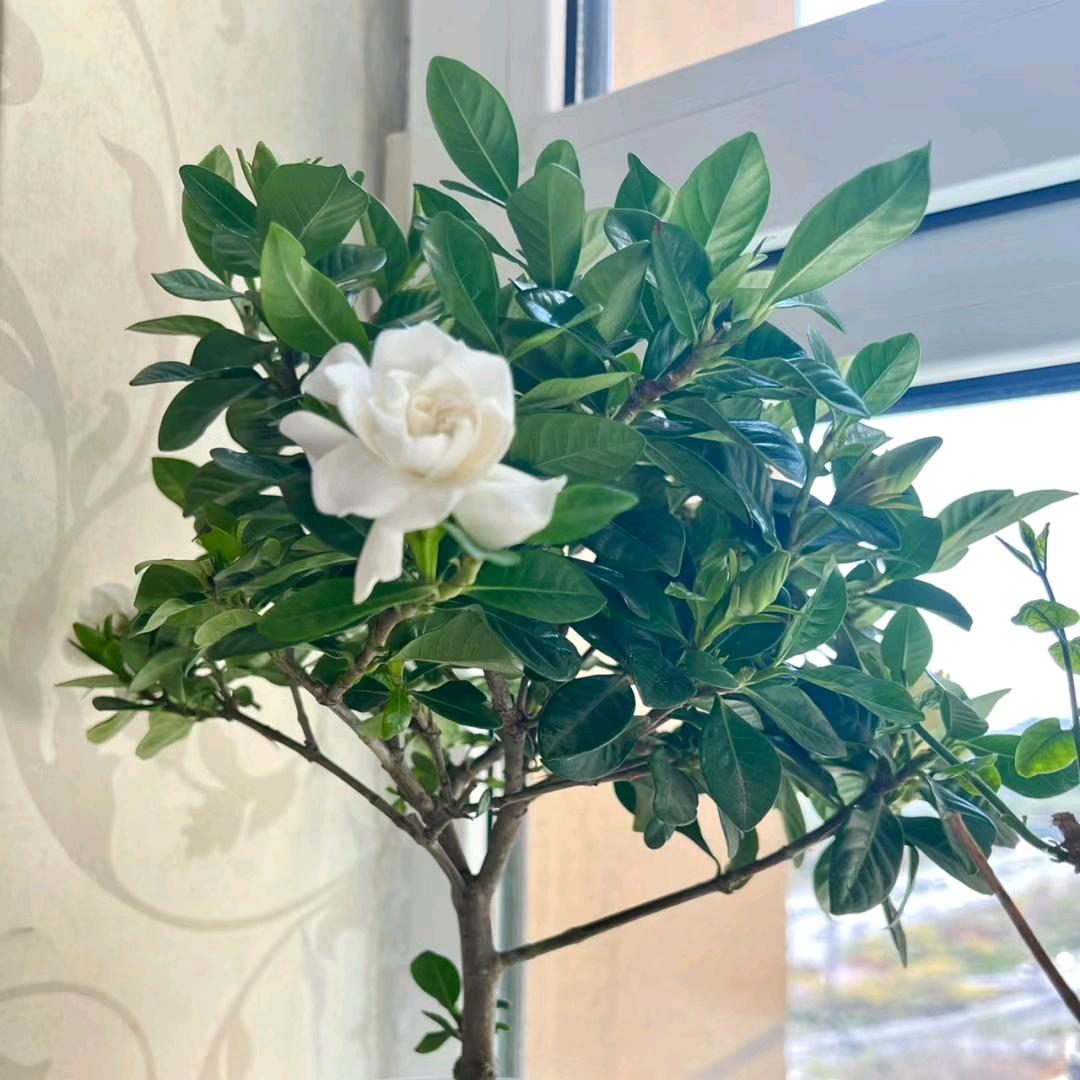 柒月花莳