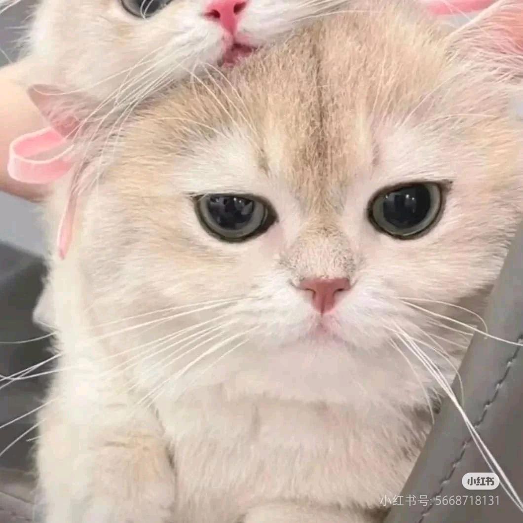 神晚江花玉烟祈海