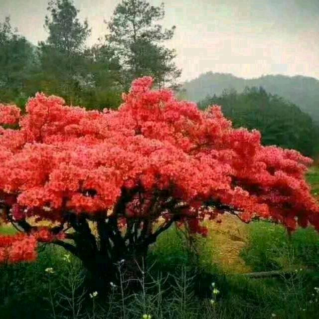 花花朵朵。是我的名字。