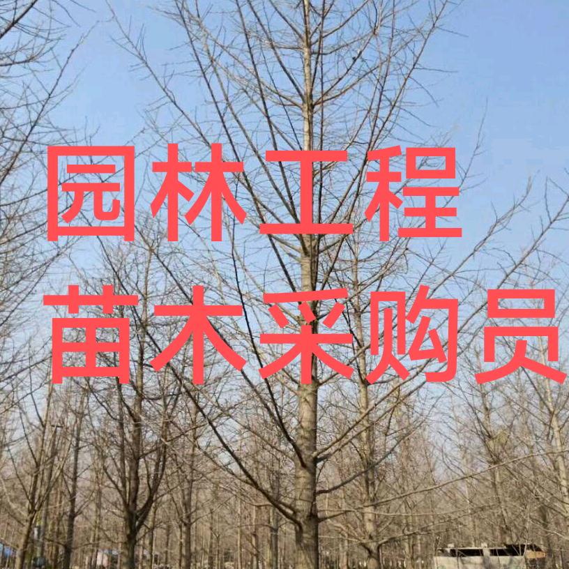 工程采购员～全款收苗