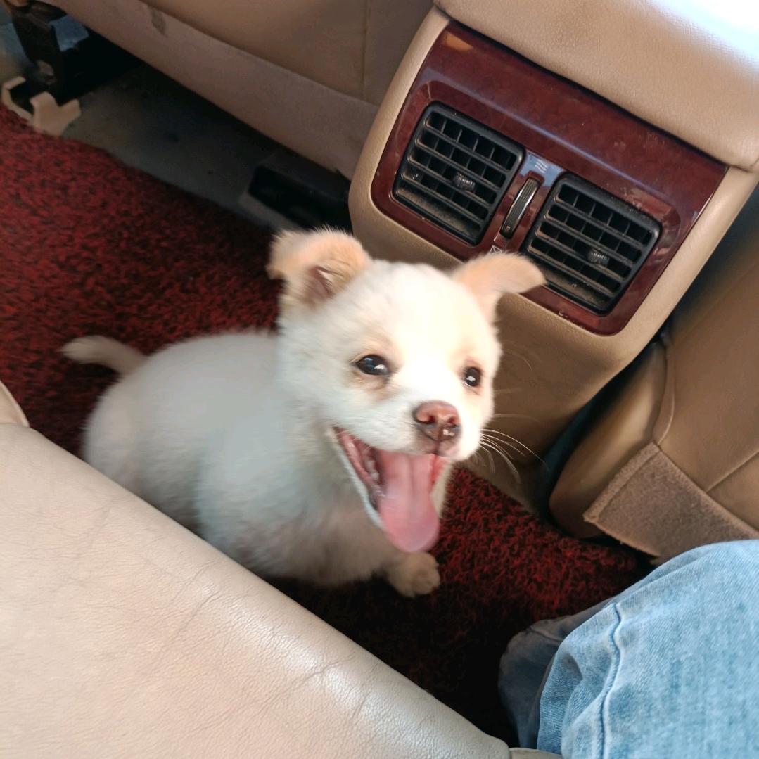 小白🐶
