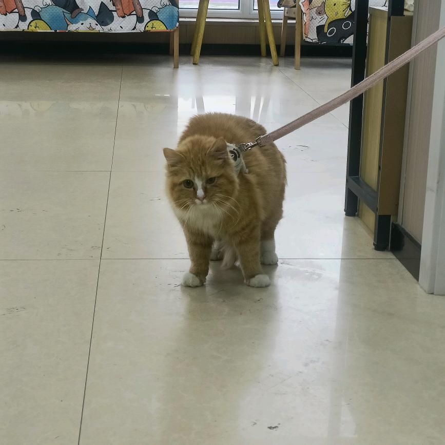 热心村民檀小猪～