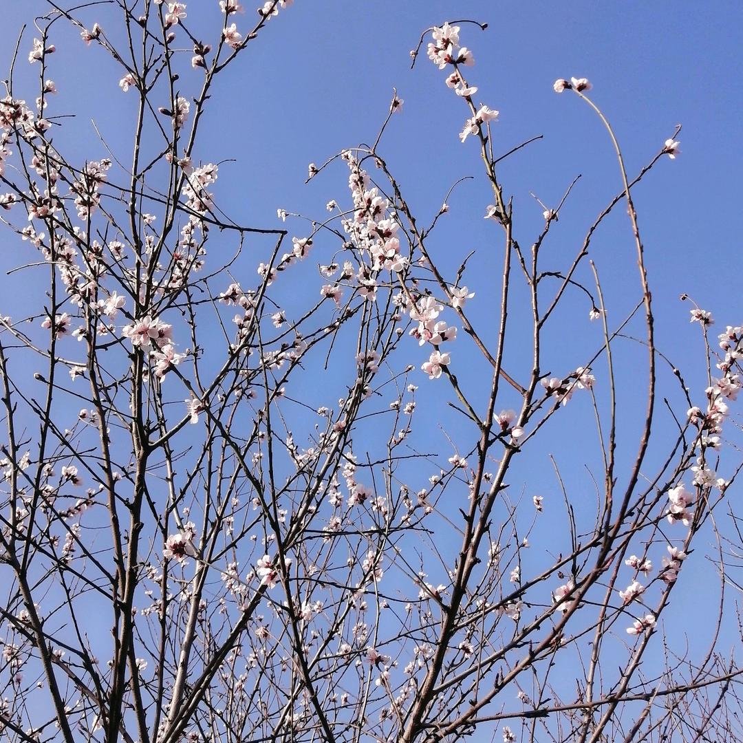 🌈✨不要果盘✨