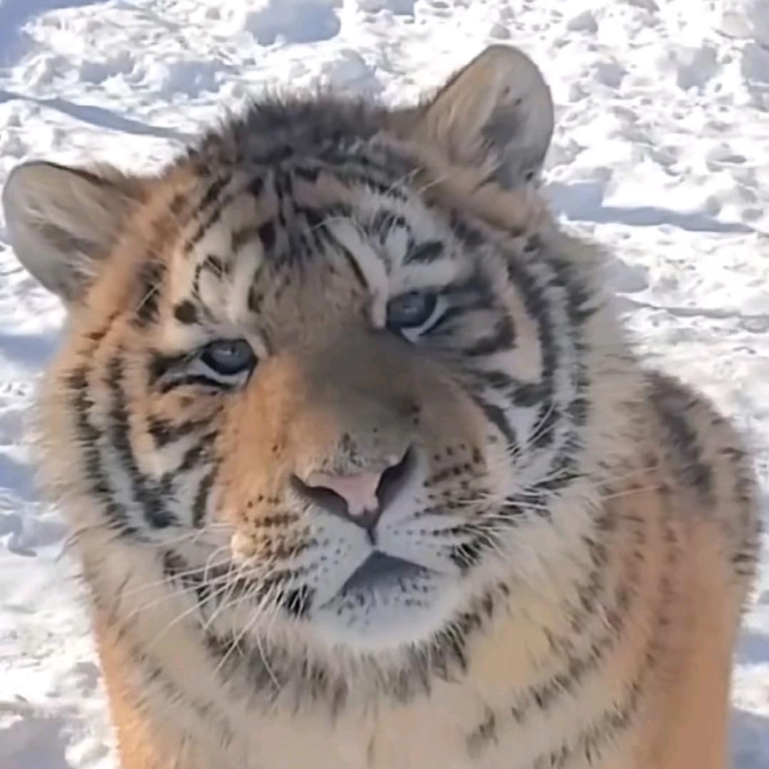 早晨八九点钟的太阳