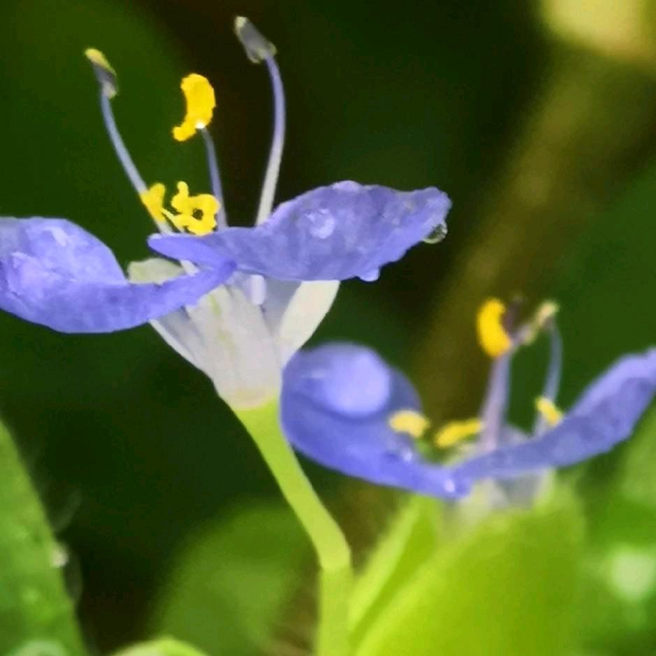 天边的彩虹