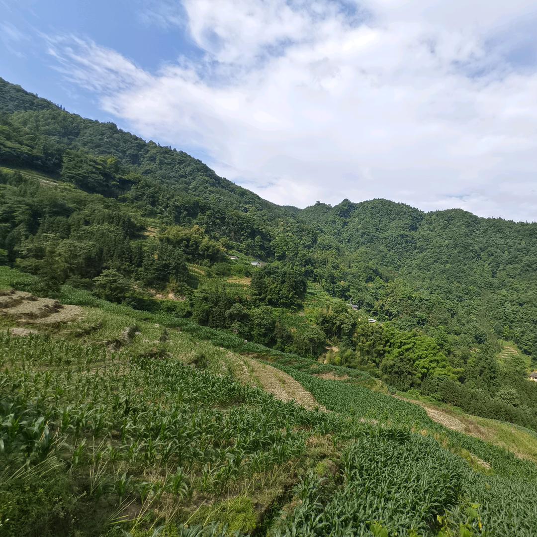 小丫子