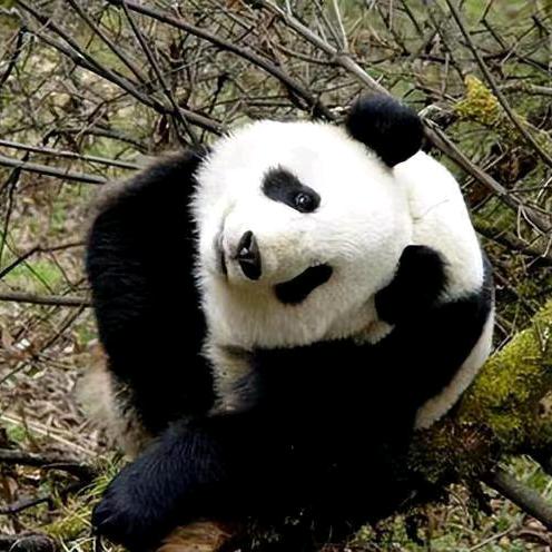 超级偶像福猪猪🐼