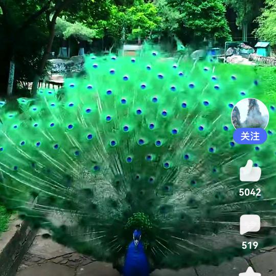 小鱼儿