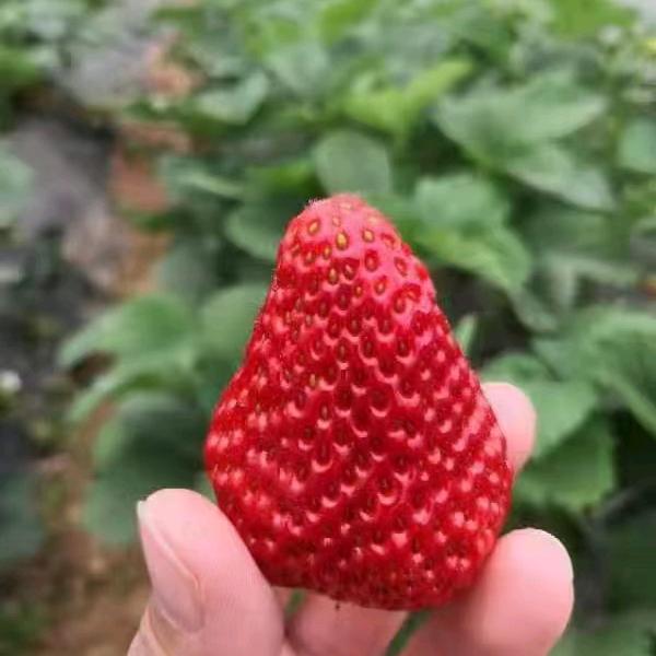 佰鑫集草莓苗（助手)