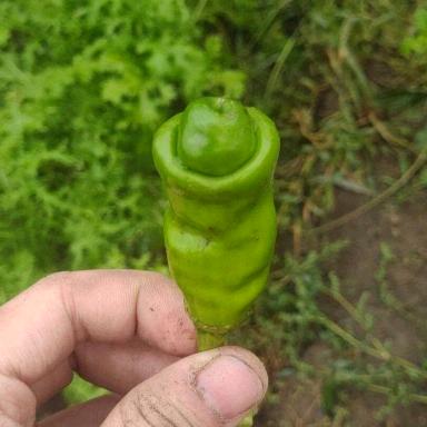 我的身份特别复杂