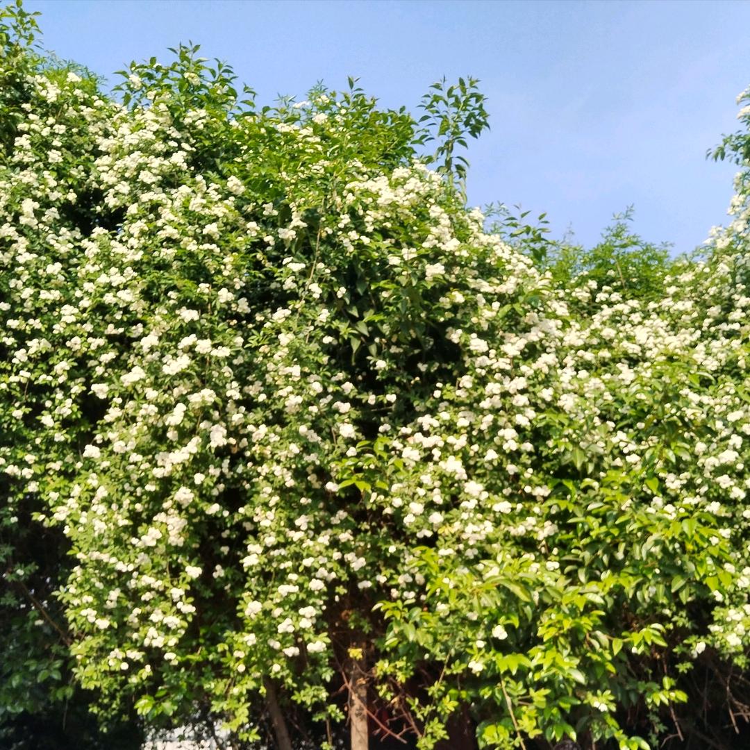 仙人掌🌵拉拉队