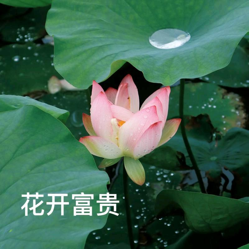 小橘子