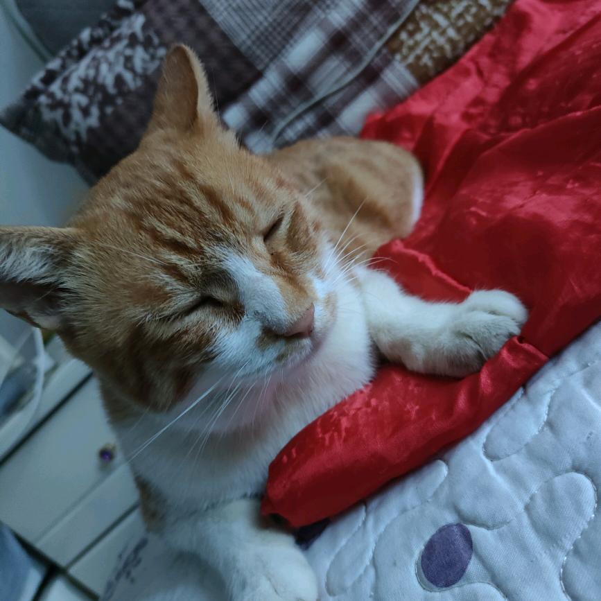 🐱