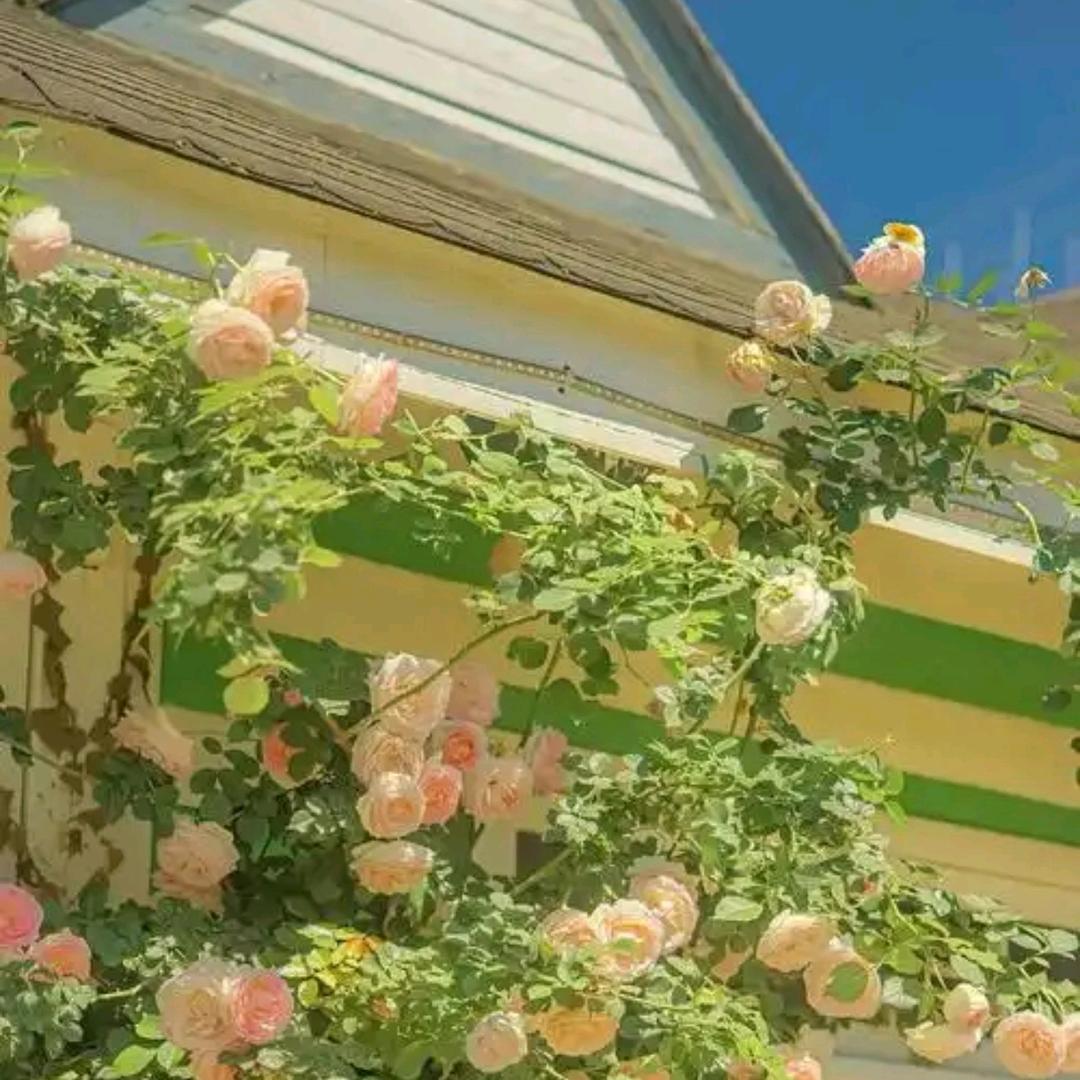 朝朝暮暮