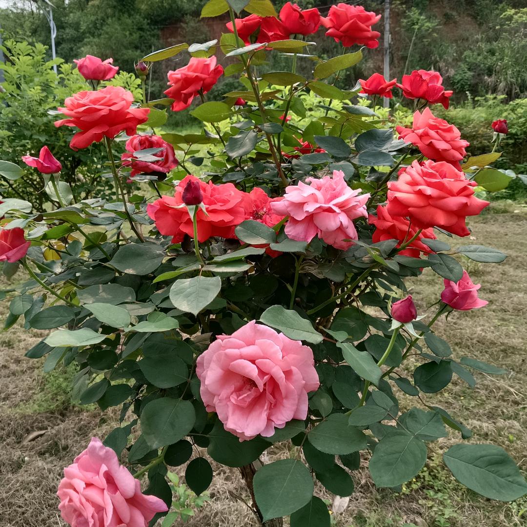 每天都充满阳光，开心快乐每一天阿红