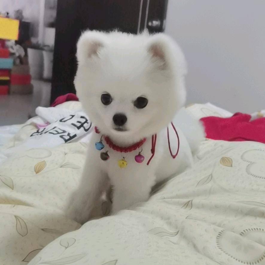 傻妞妞