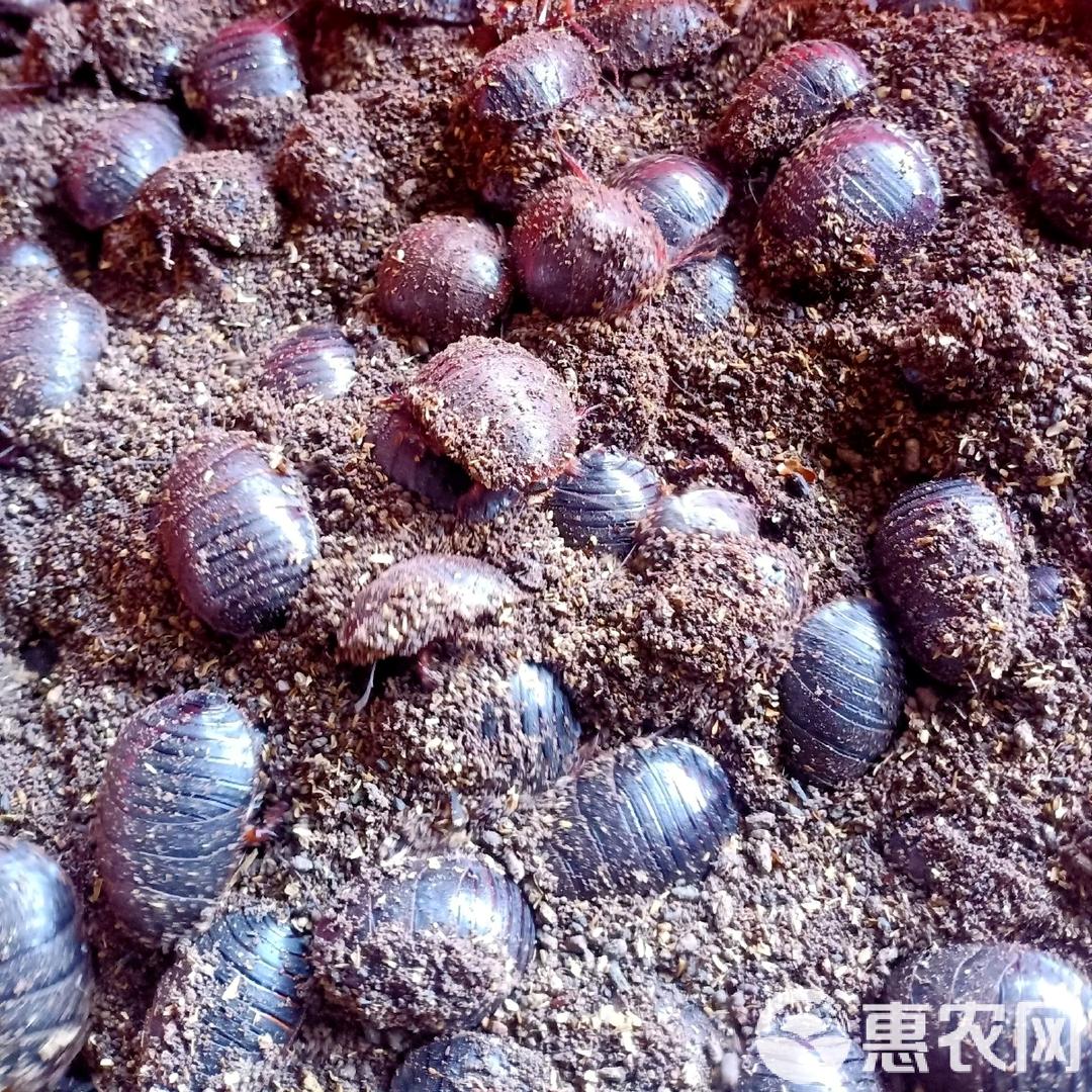 硕沃养殖