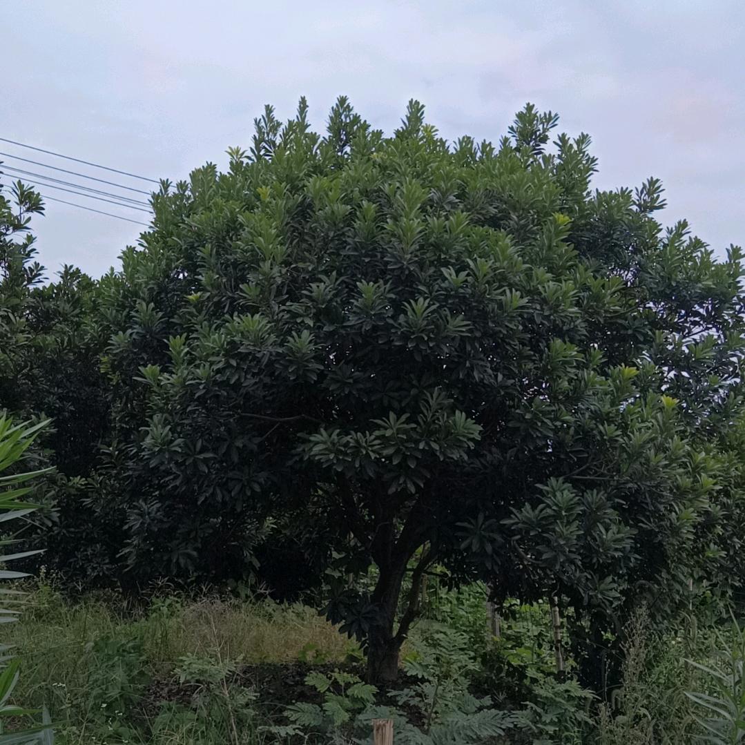 林和飞