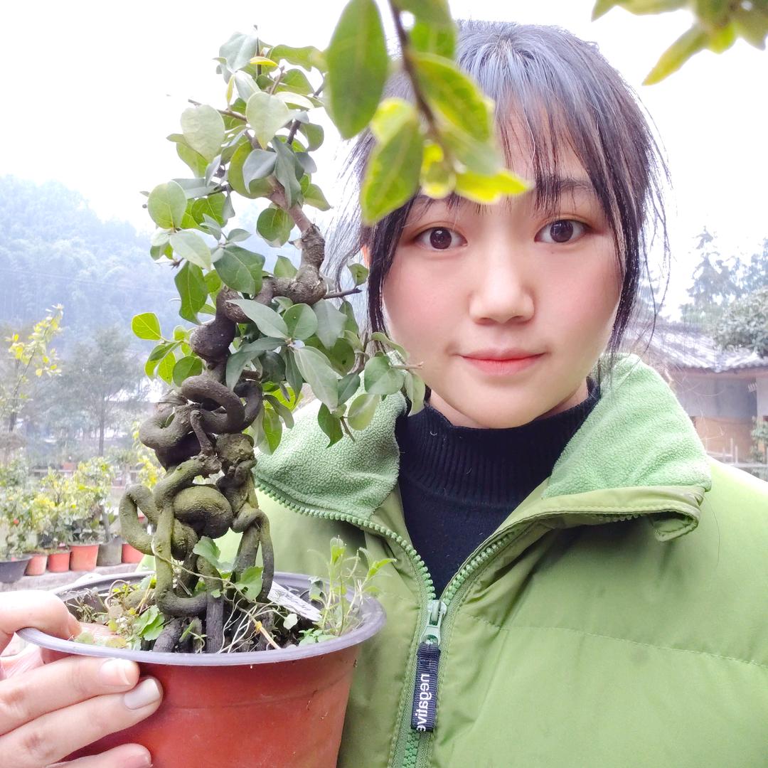 洪雅金弹子盆景
