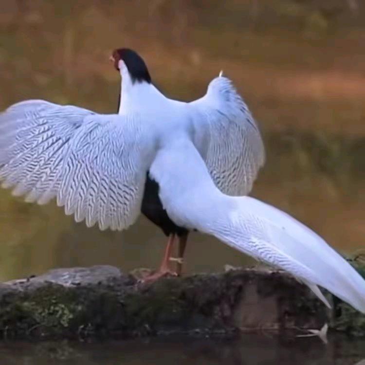 城市猎人★军哥