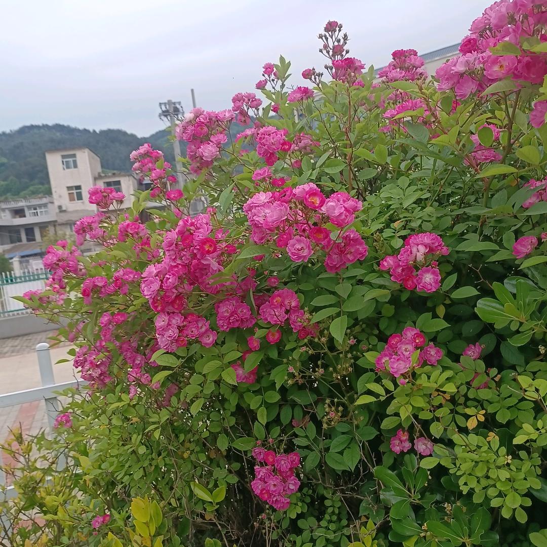 紫色风铃