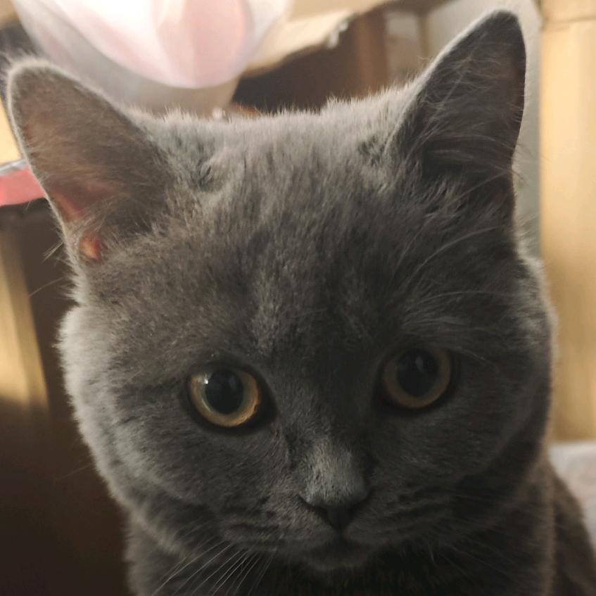 Xyu
