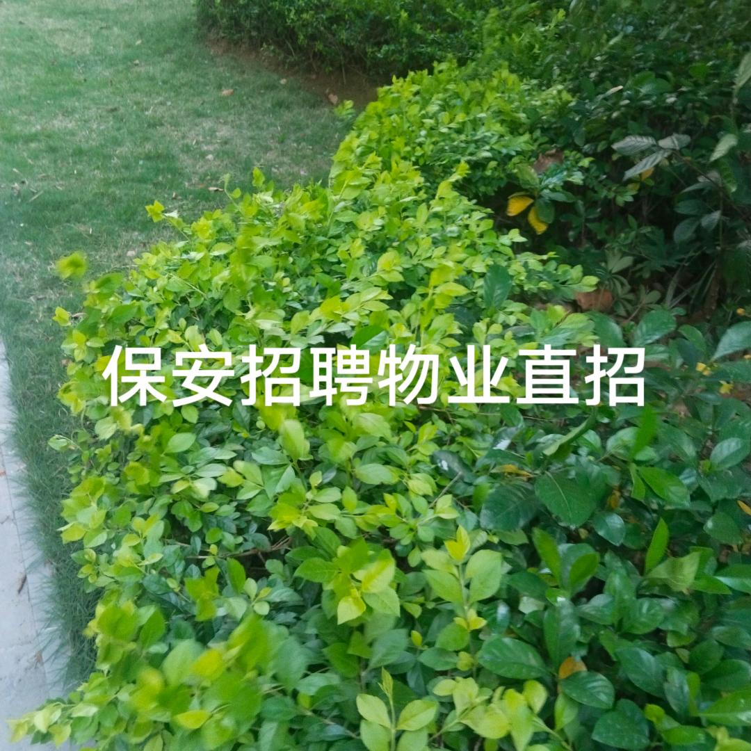 中山港口镇保安直聘