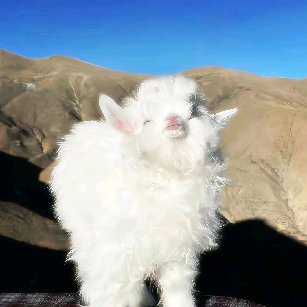 小咩养🐏
